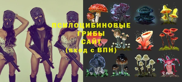 PSILOCYBIN Бородино