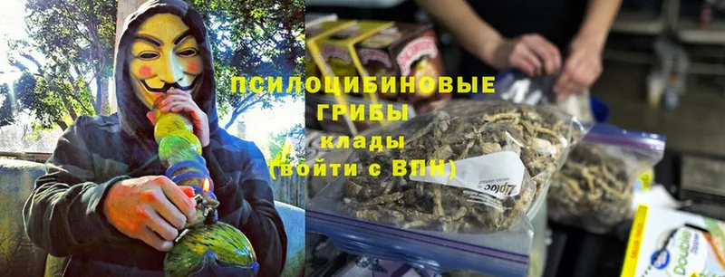 Галлюциногенные грибы Psilocybine cubensis  OMG как зайти  Богородск 